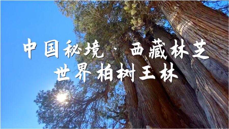 失忆的流浪者